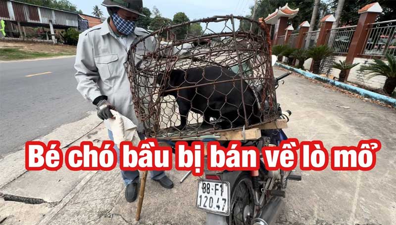 cuu cho 1