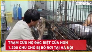 cuu cho 3