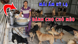 cuu cho