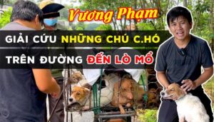 vuong pham