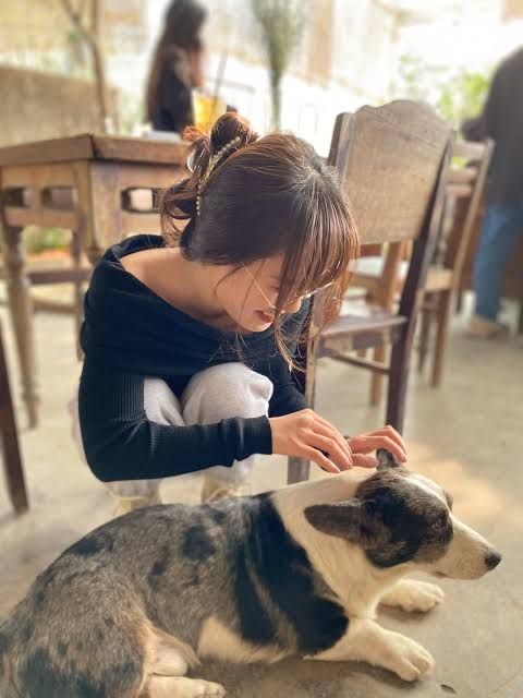 Cô gái vuốt ve chú chó corgi